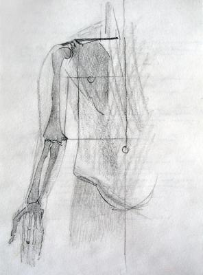 Human Skeleton. Hand Proportional Scheme. Yudaev-Racei Yuri