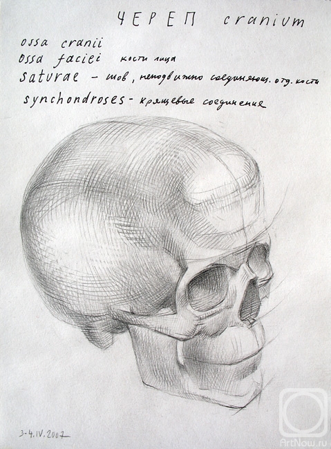 Yudaev-Racei Yuri. Human Skull (top-front view)