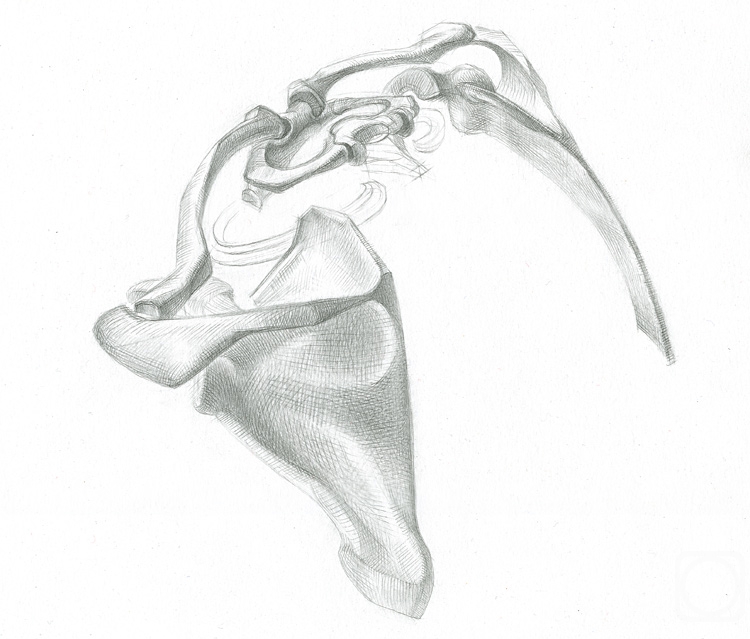 Yudaev-Racei Yuri. Bones of shoulder girdle (side-rear view)