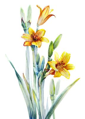 Daylily Watercolor Painting, Botanical Flower Art Print, (Cottagecore Decor). Krechetova Natalya