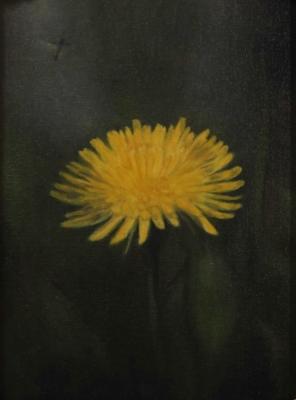 Dandelion