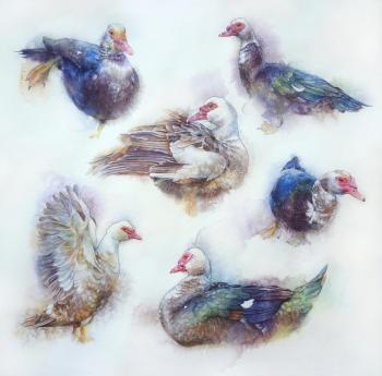 Geese