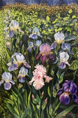 Colorful irises. Akimova Margarita
