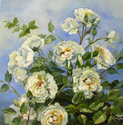 Bushes of white roses