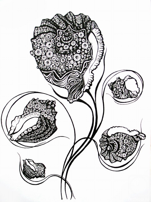 �������. ��������� �������. ��� �������� �����