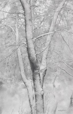 Snow Trees (). Chernov Denis