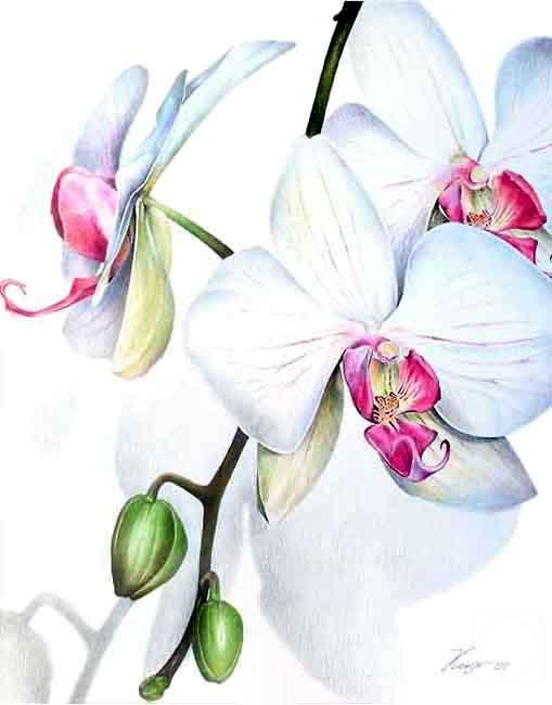 Konstantin Pavel. Orchid Phalenopsis