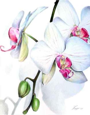 Orchid Phalenopsis. Konstantin Pavel