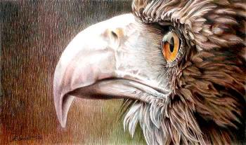 Eagle. Konstantin Pavel