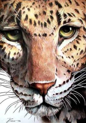 Leopard. Konstantin Pavel