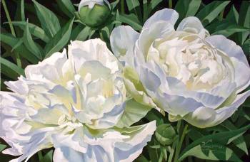 White peonies. Konstantin Pavel