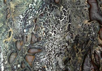 ������� �������� �������� ��������. ��������