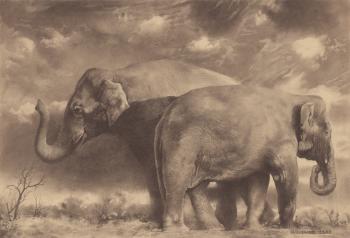 Two Elephants. Chernov Denis