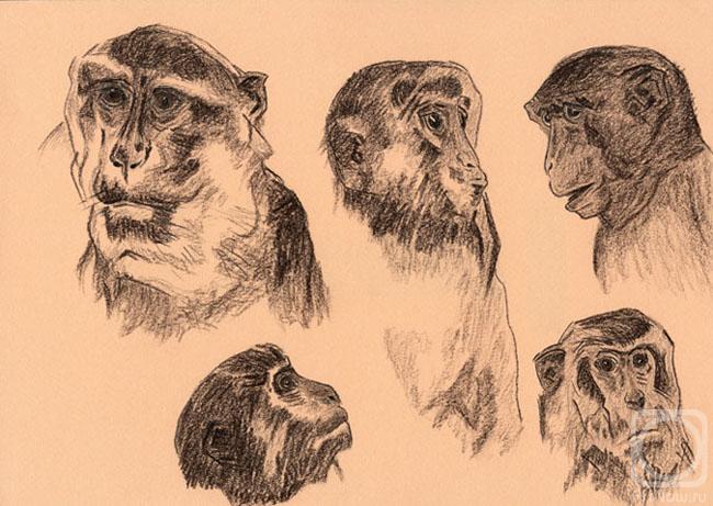 Rustamian Julia. Portraits of monkeys
