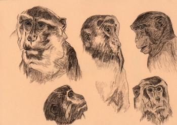 Portraits of monkeys. Rustamian Julia
