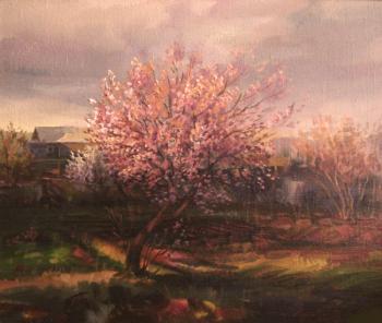 Blossoming apricot in my garden (The Blossoming Apricot). Khachatryan Meruzhan