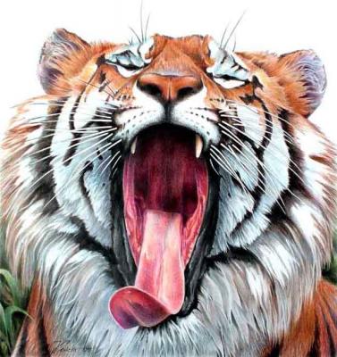 Yawn tiger. Konstantin Pavel