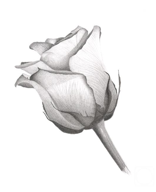 Роза» картина Рустамьян Юлии (бумага, карандаш) — купить на ArtNow.ru