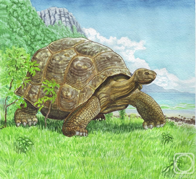 Fomin Nikolay. Giant tortoise
