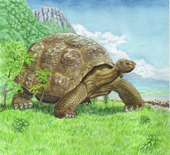 Giant tortoise (Exotic Nature). Fomin Nikolay