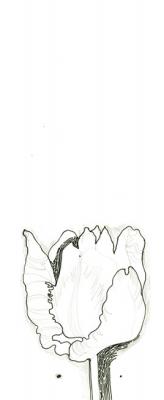 Zhukovskaya Yuliya Petrovna. Plant life. Tulip