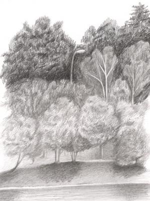Trees on the shore of the pond