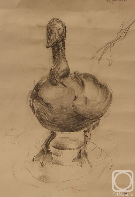 �������. �������� ����. ����