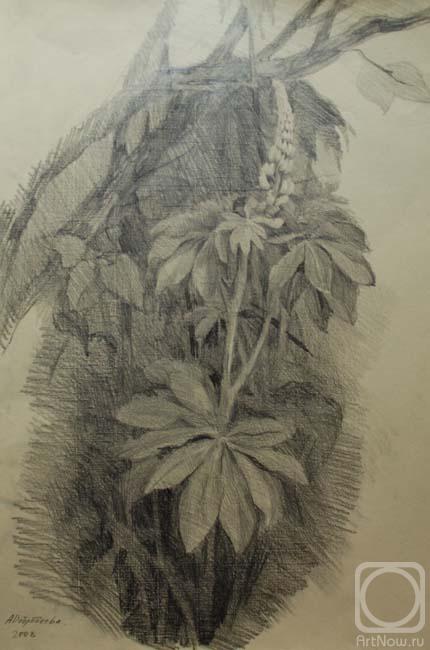 Dobrodeeva Elena. Lupine