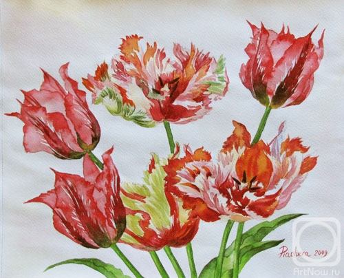 Piacheva Natalia. Tulip red