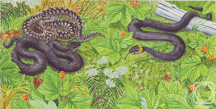 Fomin Nikolay. Grass-snake and adders