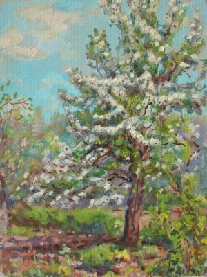 Pear tree in bloom. Kozlov Jacobus