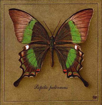 Symbol-Butterfly 1. Indrikov Boris