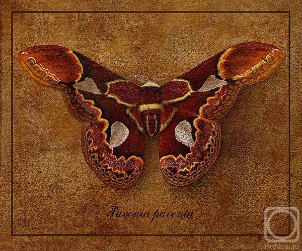 Indrikov Boris. Symbol-Butterfly 14