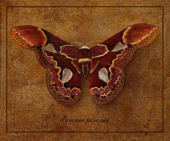 Symbol-Butterfly 14. Indrikov Boris