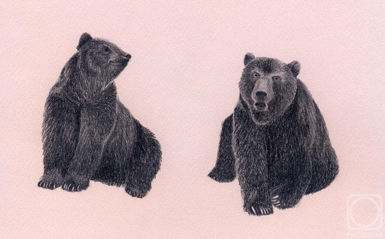 Rustamian Julia. Bears