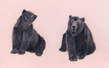 Bears. Rustamian Julia