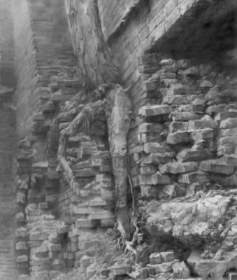 A Root in the Wall. Chernov Denis