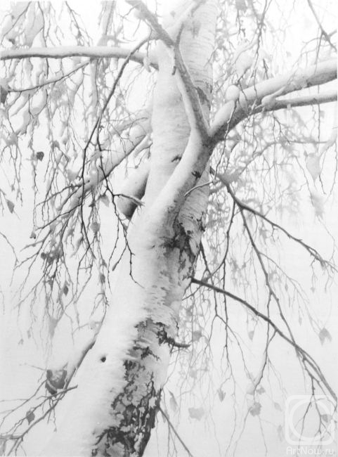 Chernov Denis. Birch in Snow I