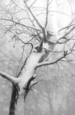 Birch in Snow II. Chernov Denis