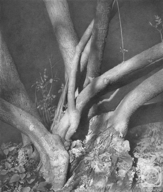 Chernov Denis. Tree-trunks