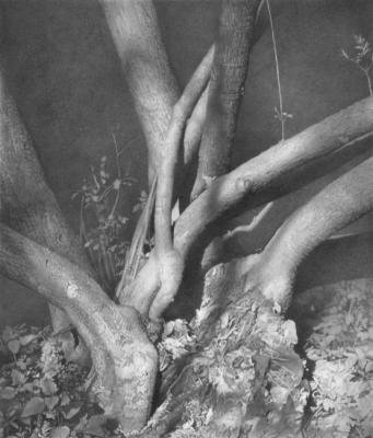 Tree-trunks. Chernov Denis