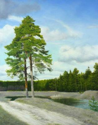 Pines beside bay. Lobanov Roman