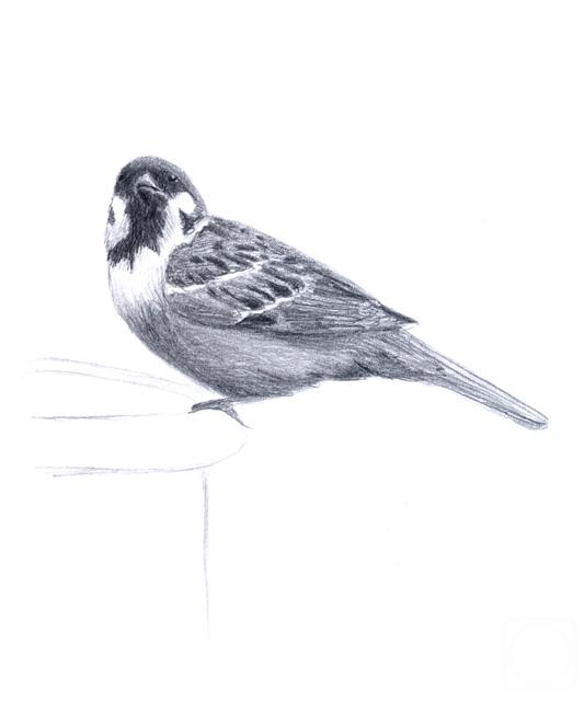 �������. ��������� ����. ����������