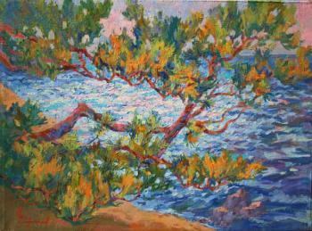 Pine trees. Fresh wind from the sea