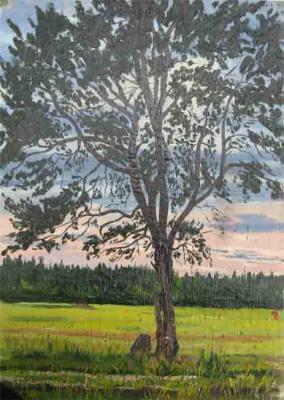 Tree in the field. Lebedev Denis