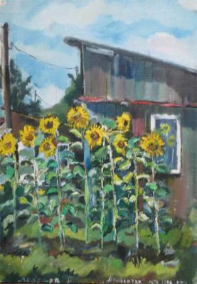 Sunflowers by the barn. Lebedev Denis