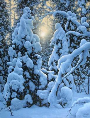 Snow-covered fir trees. Potas Oleg
