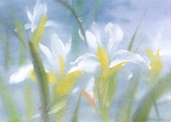 White irises. Simashova Olga