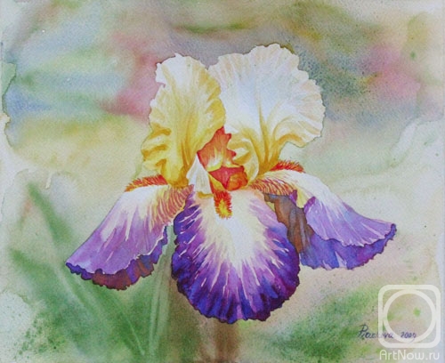 Piacheva Natalia. Yellow Violet Iris