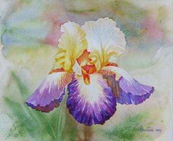 Yellow Violet Iris. Piacheva Natalia